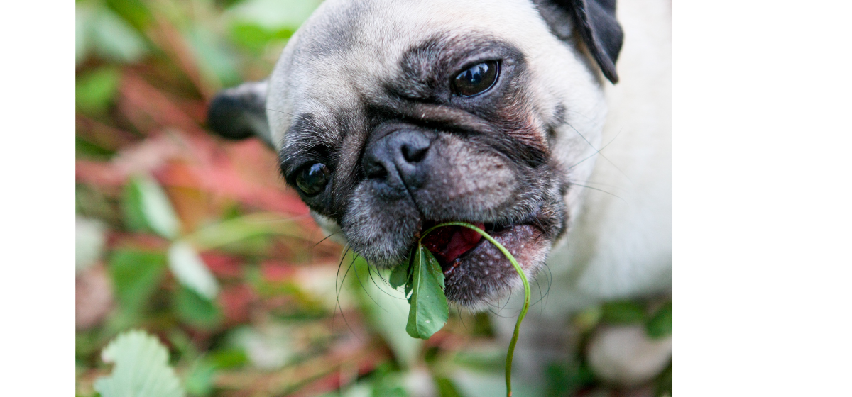 What Can Pugs Eat? The Dos and Don'ts of Feeding My Pug All Our Creatures