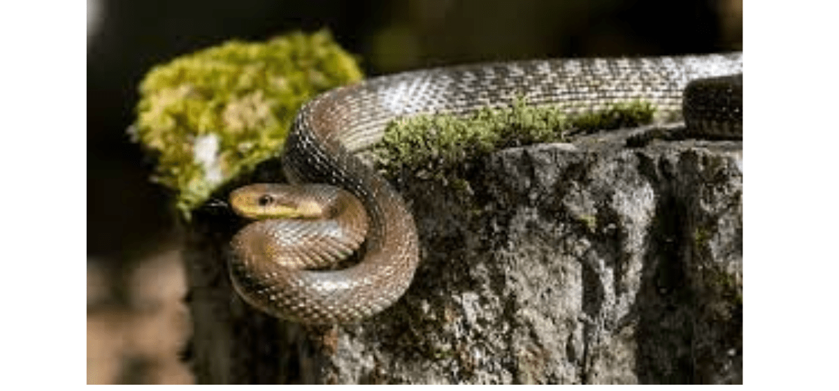 15 Best Pet Snakes For Beginners All Our Creatures