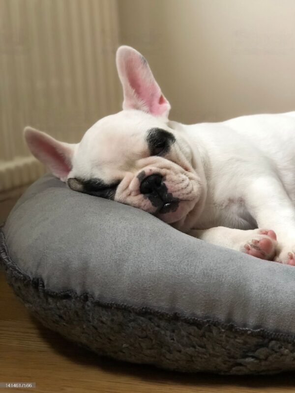 Sleep Tight 5 Best Beds for French Bulldogs for a Cozy Snooze! All