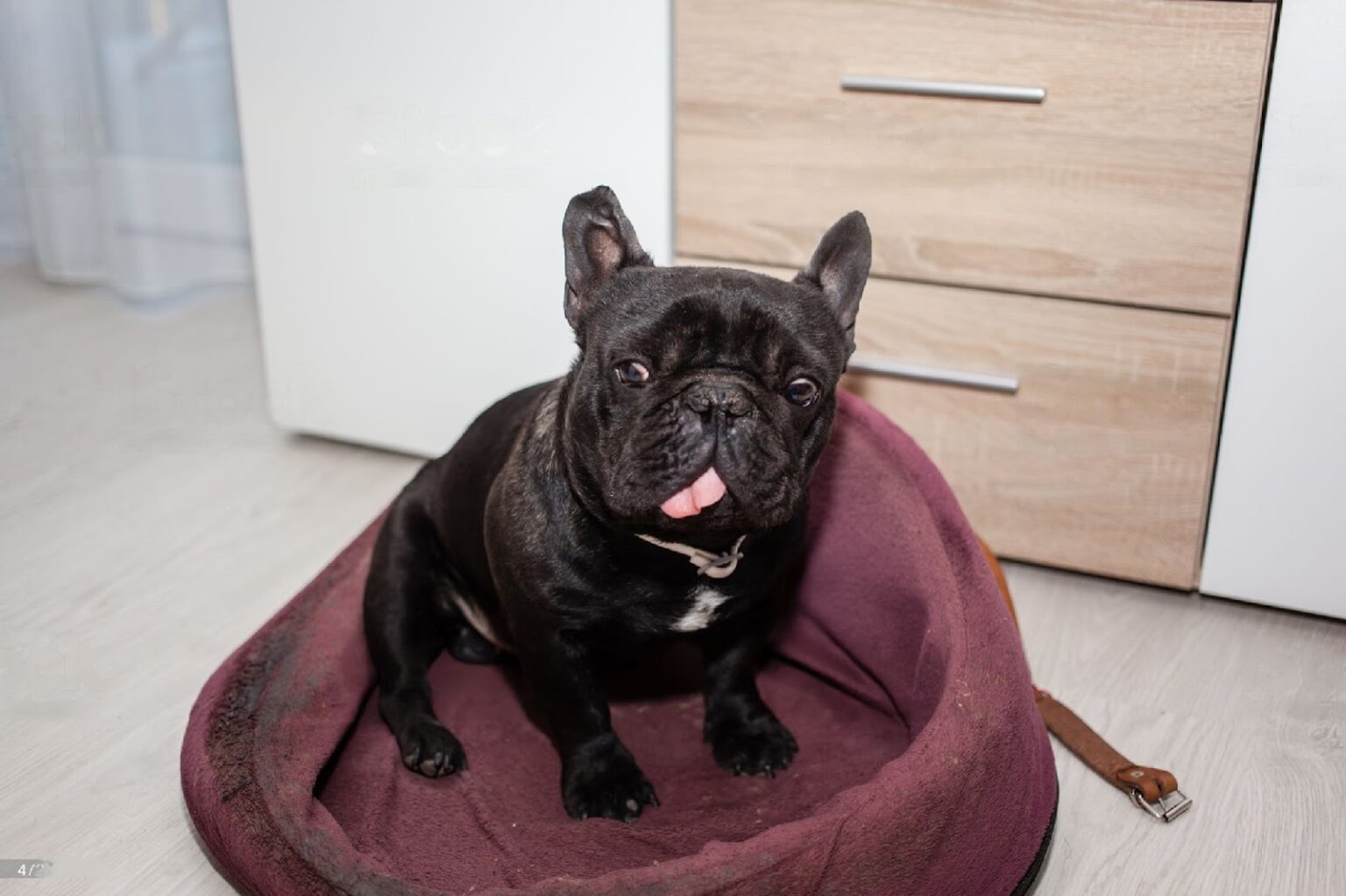 Sleep Tight 5 Best Beds for French Bulldogs for a Cozy Snooze! All