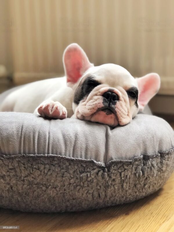 Sleep Tight 5 Best Beds for French Bulldogs for a Cozy Snooze! All