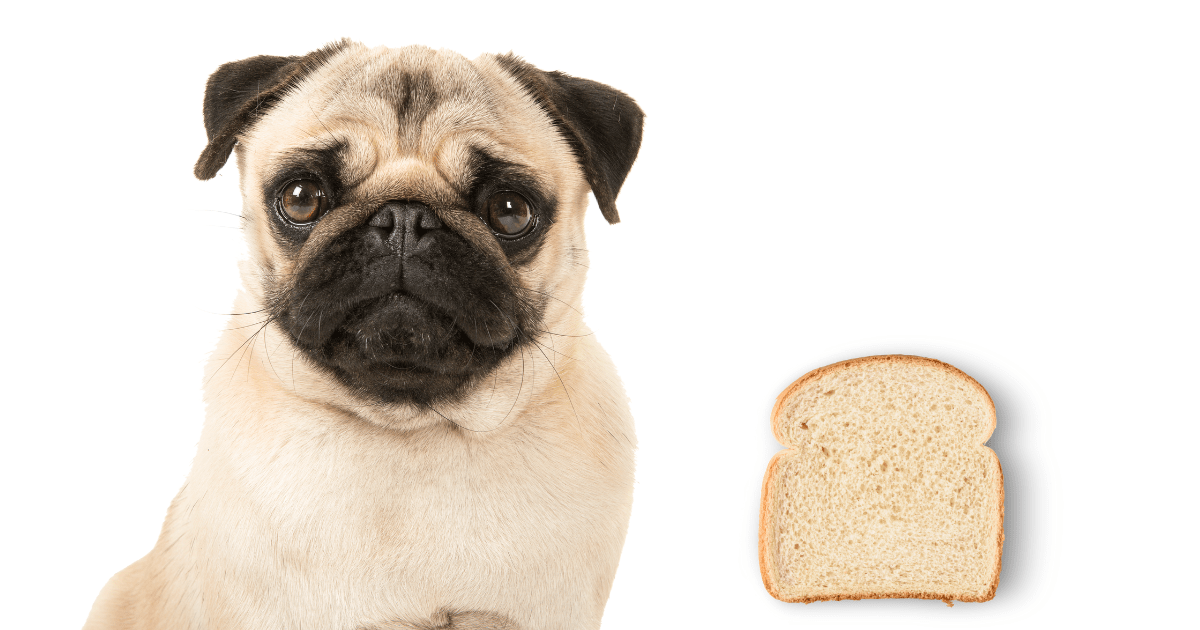 Can Pugs Eat Bread? A Clear Guide for Dog Owners All Our Creatures