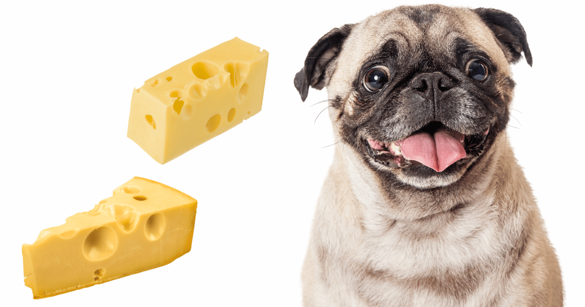 Can Pugs Eat Cheese? The Health Implications Explained All Our Creatures