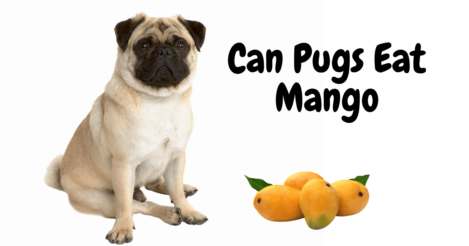 Can Pugs Eat Mango? A Concise Guide for Dog Owners All Our Creatures
