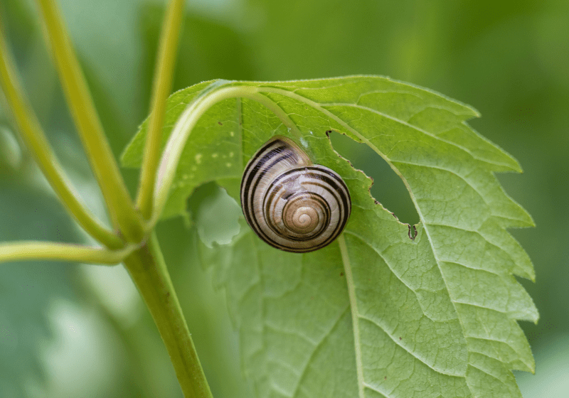 Are Snails Poisonous? A Definitive Guide All Our Creatures