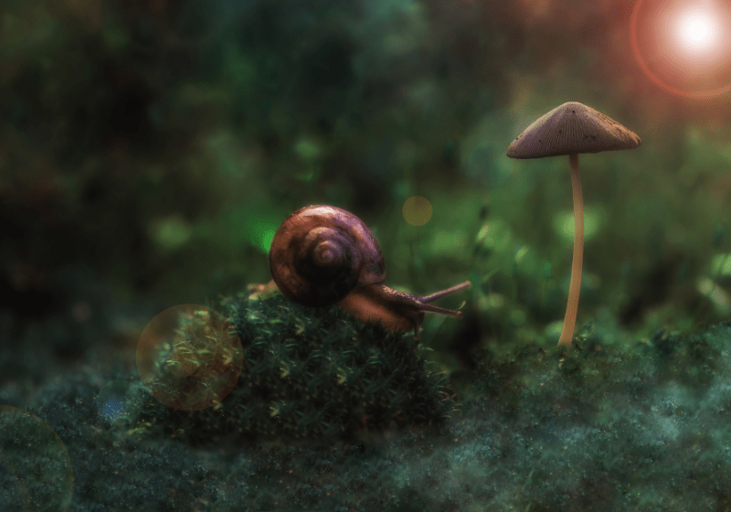 Are Snails Nocturnal? All Our Creatures