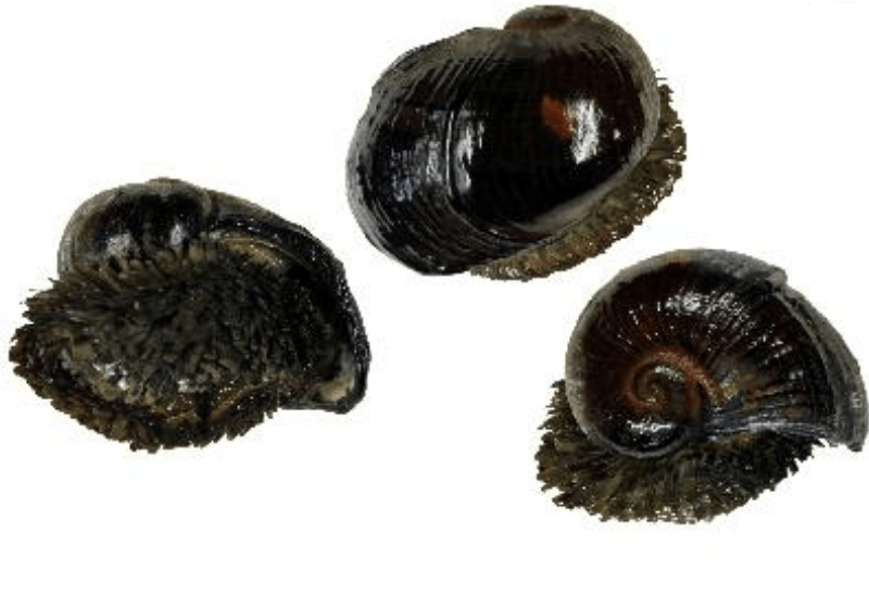 Volcano Snail Uncovering the Mysteries of a Unique Species All Our