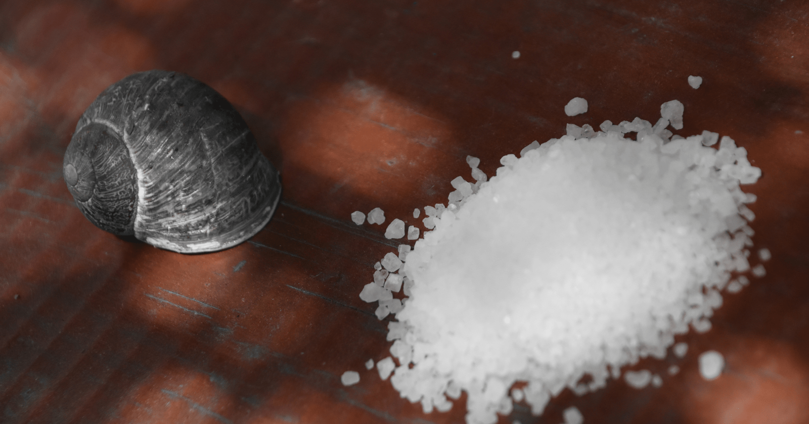 Why Do Snails Die from Salt The Science Explained All Our Creatures