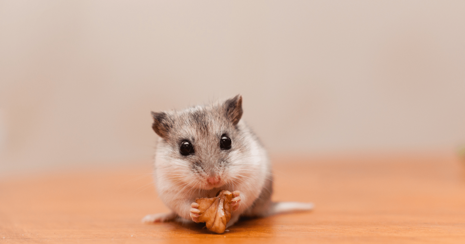 Can Hamsters Eat Walnuts? All Our Creatures