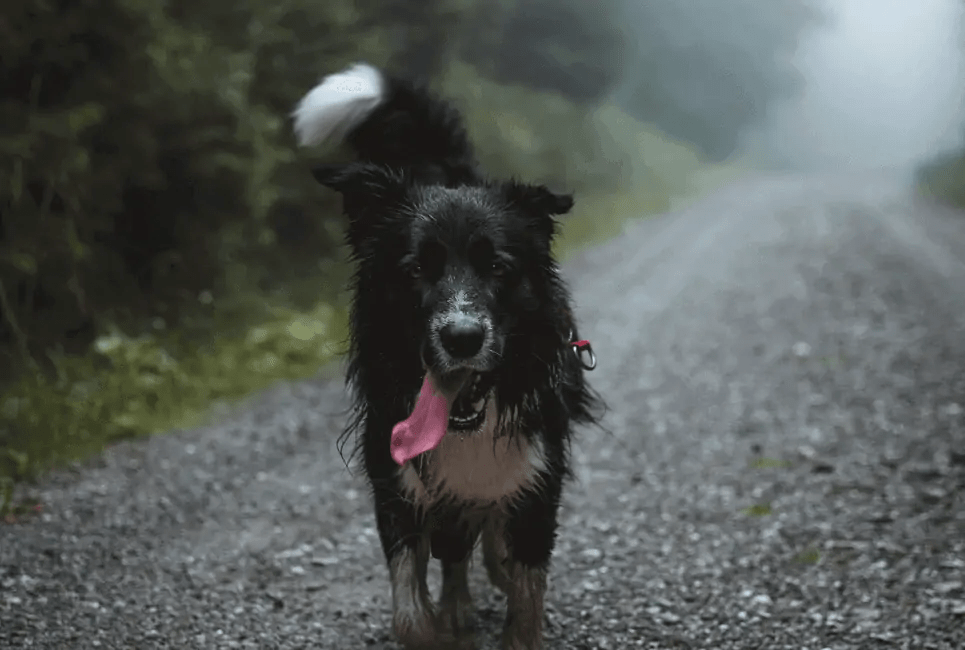 What Dog Breeds Are Good For Hiking