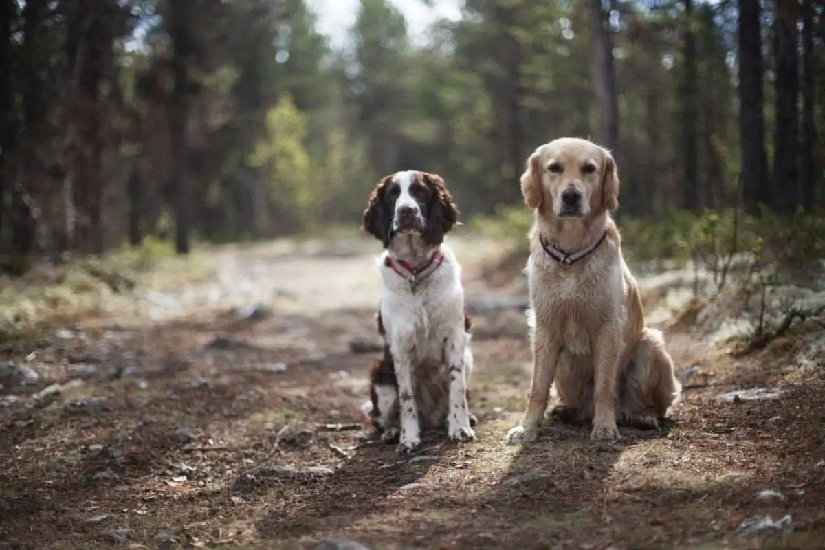 15 Best Dog Breeds for OffLeash Hiking All Outdoors Guide