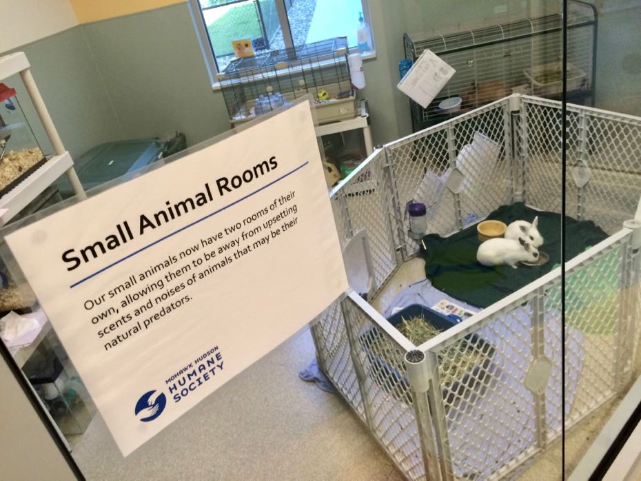 A look around the Mohawk Hudson Humane Society's new