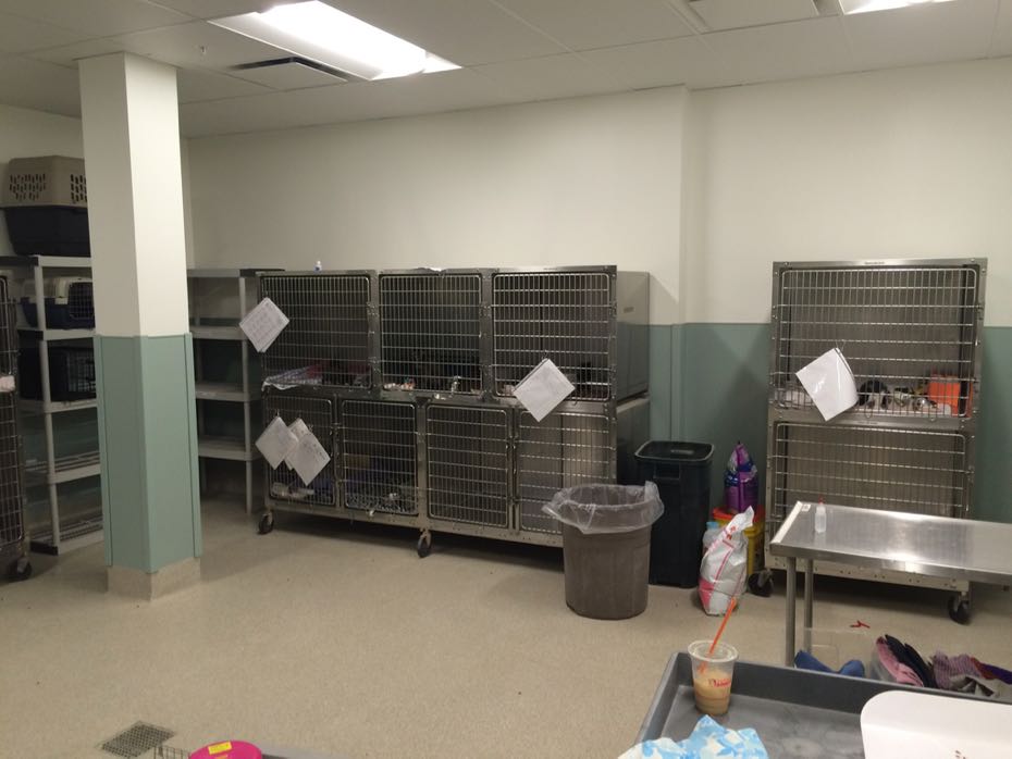 A look around the Mohawk Hudson Humane Society's new