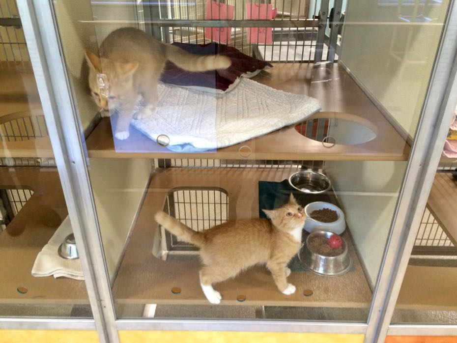 A look around the Mohawk Hudson Humane Society's new