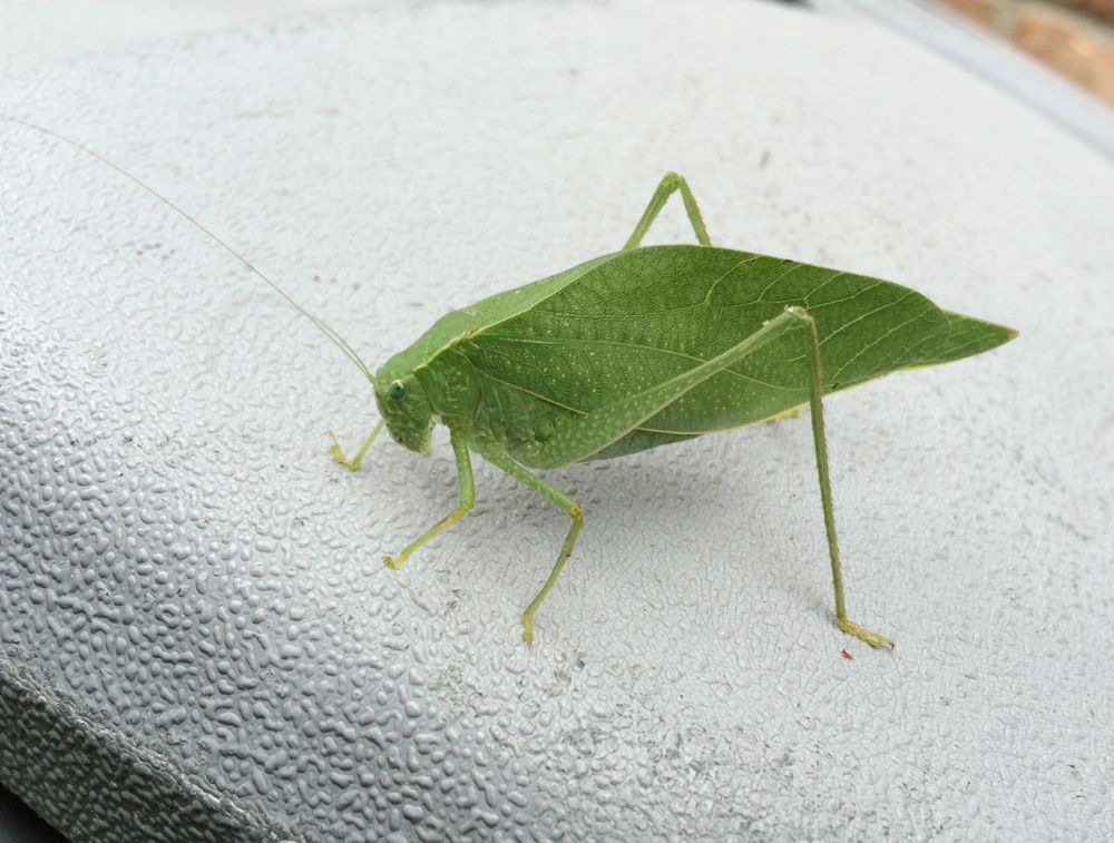 Today's moment of entomology All Over Albany