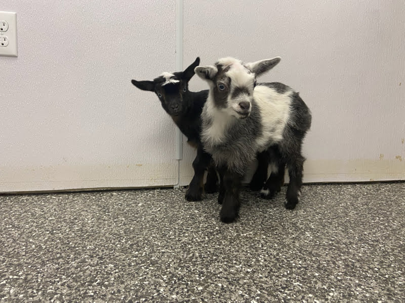 Experiencing an Emergency? All Paws & Claws Veterinary Clinic