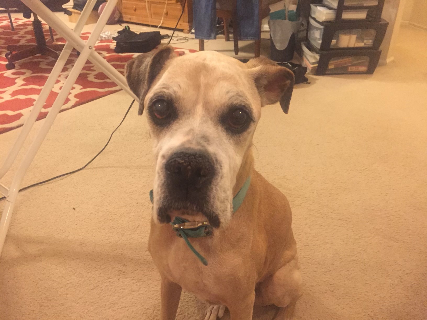 Cinnamon Molina All Paws Great & Small Pet Funeral Home & Crematory