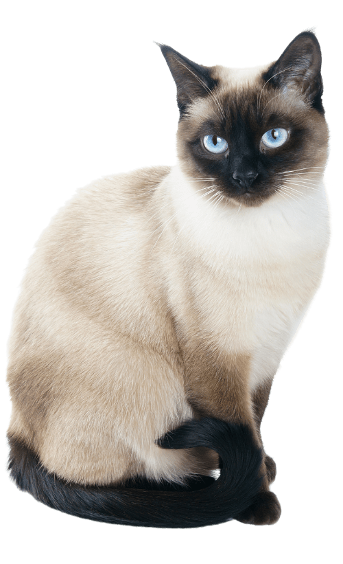 Algonquin, IL 60102 Veterinarian All Paws Veterinary Clinic