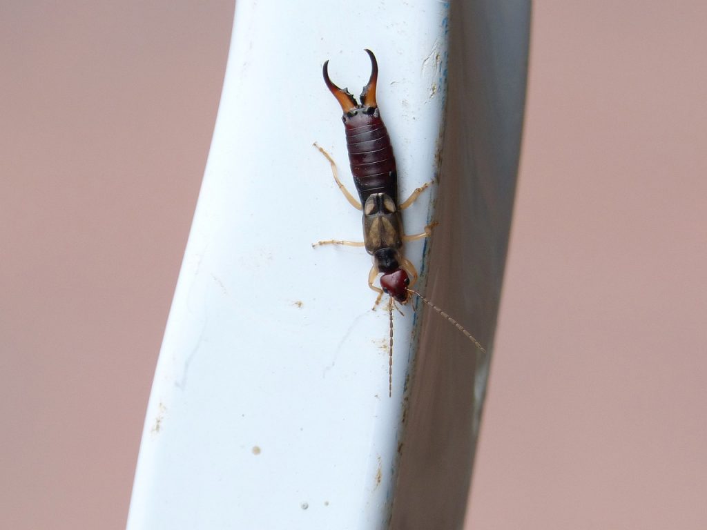 Plagued by Earwigs? This Comprehensive Guide is For You
