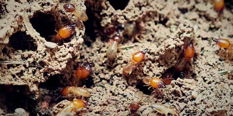 Richmond Indiana Pest Control AllPest Exterminating