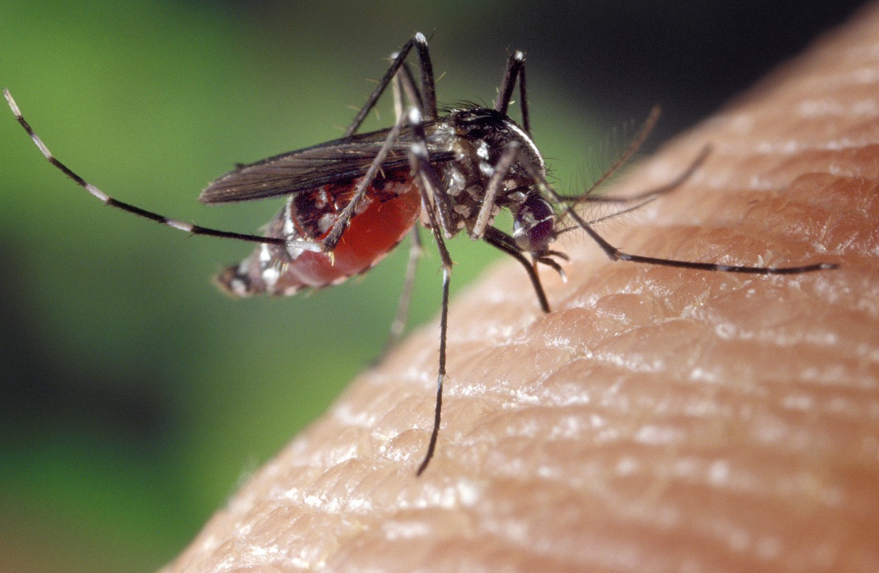 Mosquitoes In Indiana Health Risks you Should Know