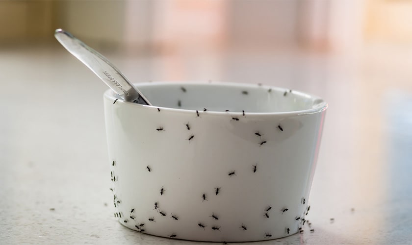 Ant Control in Nashville Local Ant Exterminator
