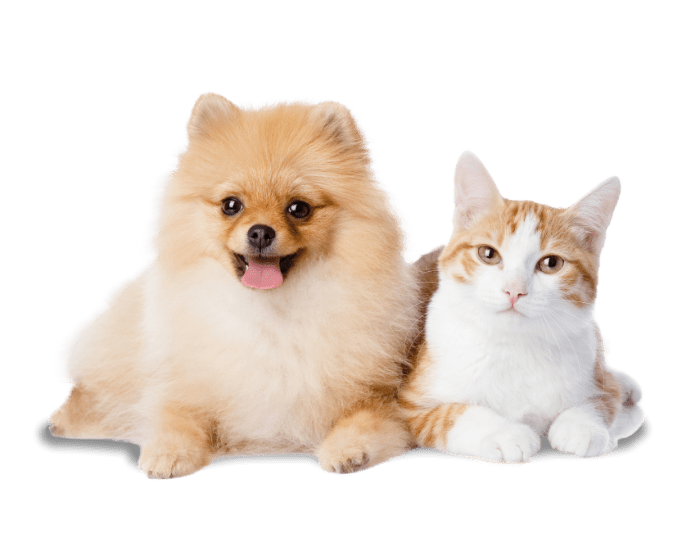 All Pet Card The Credit Card Designed for Pet Owners