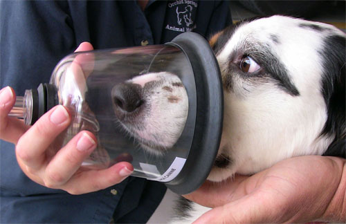Popularity of Pet Oxygen Masks is Growing All Pet News