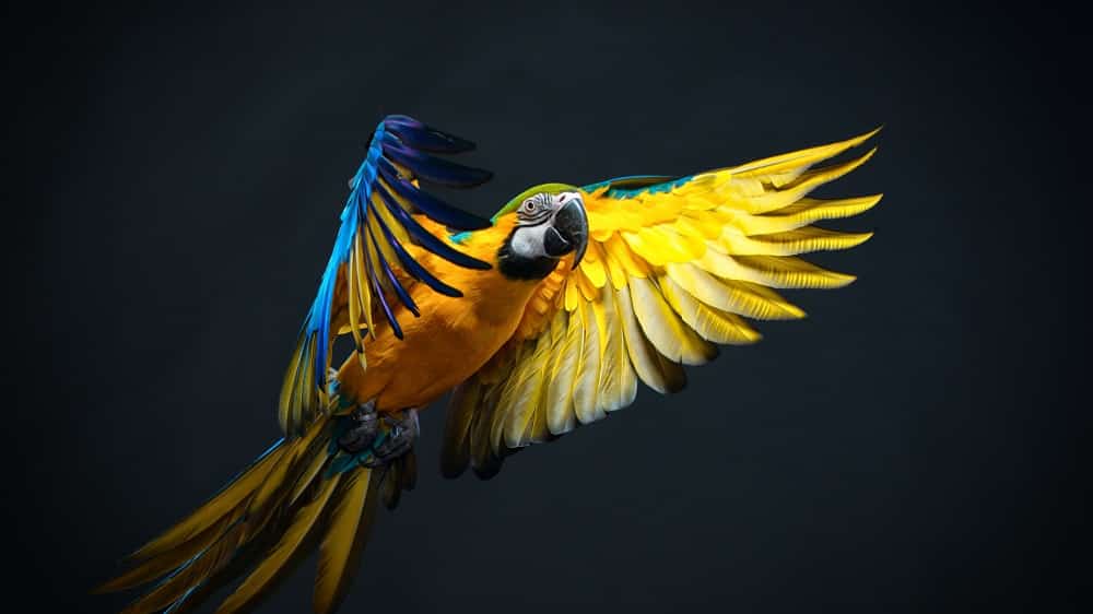 How to Preserve Bird Wings Step By Step Method All Pets Journal