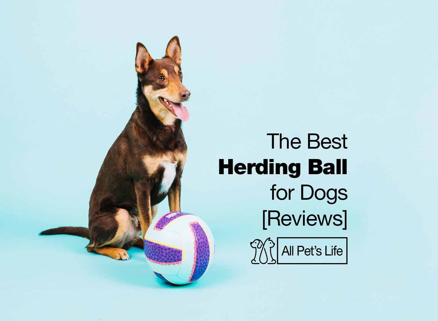 10 Fun Herding Ball Options for Dogs [2021] All Pet's Life