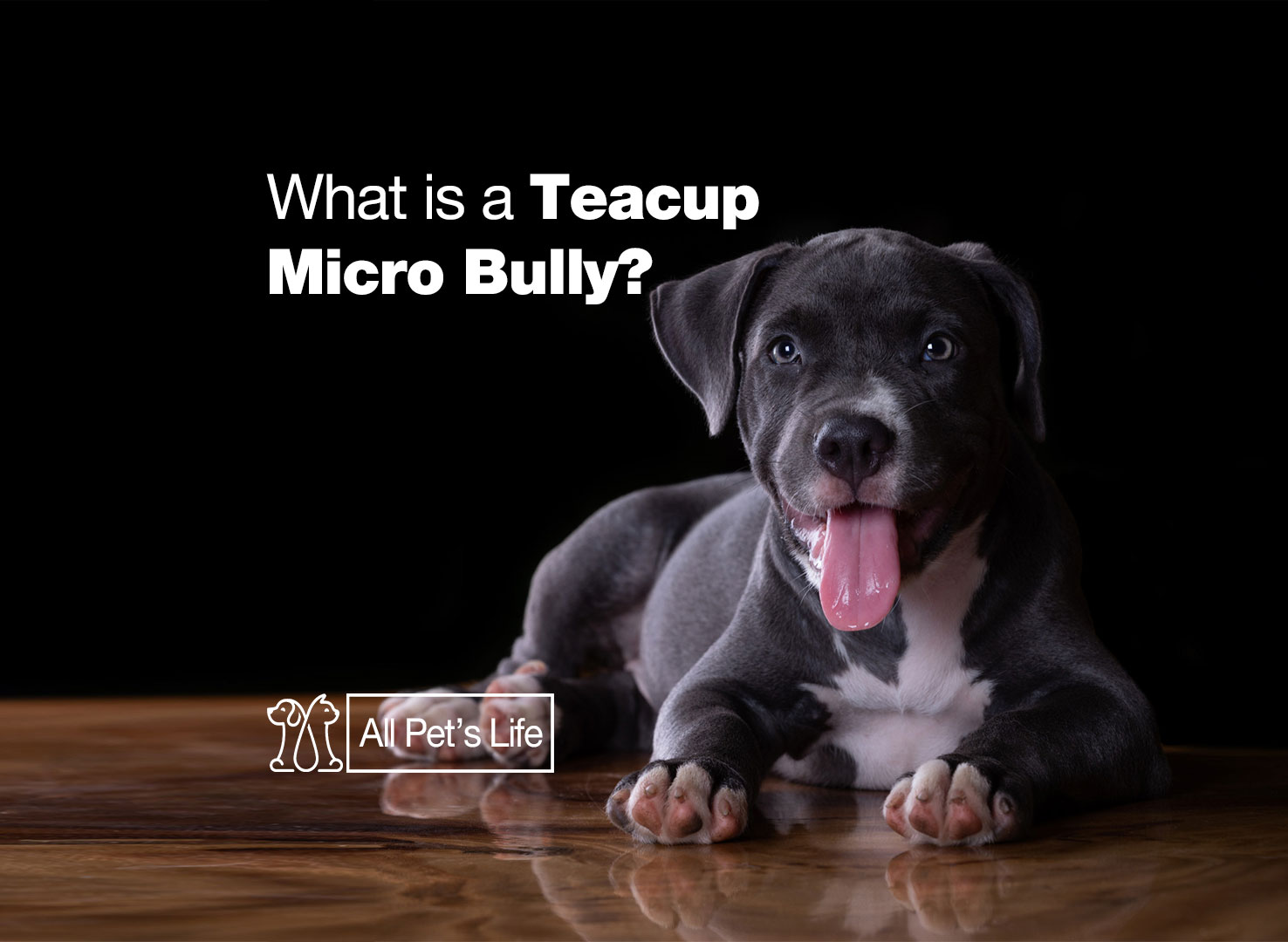 What is a Teacup Micro Bully? [2023] All Pet's Life