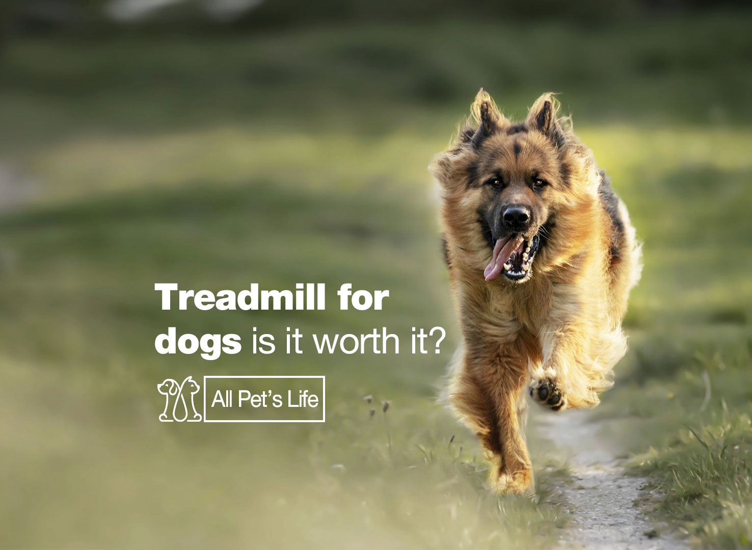 Treadmill for dogs is it worth it? [2022] All Pet's Life