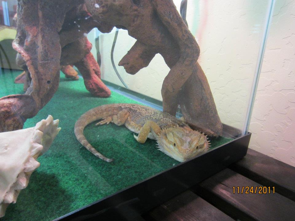 Pet Sitting Clients All Pets Pet Sitting Peoria, AZ