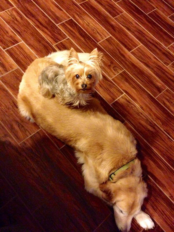 Pet Sitting Clients All Pets Pet Sitting Peoria, AZ