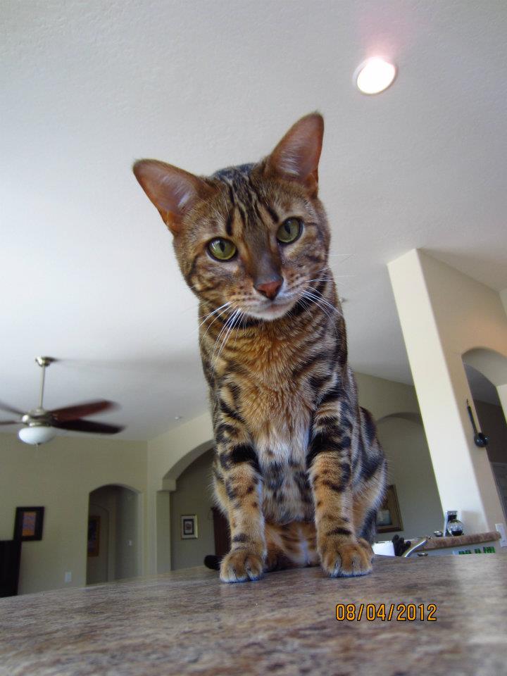 Pet Sitting Clients All Pets Pet Sitting Peoria, AZ