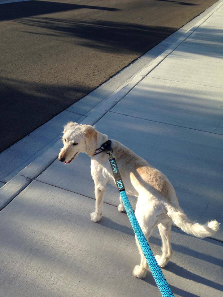 Pet Sitting Clients All Pets Pet Sitting Peoria, AZ