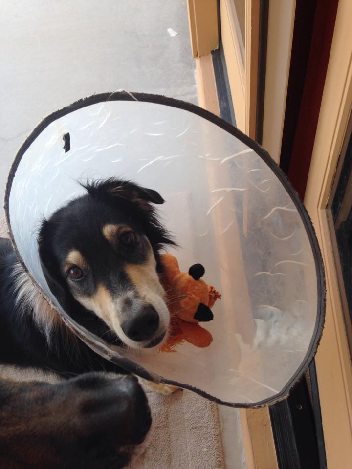 Pet Sitting Clients All Pets Pet Sitting Peoria, AZ