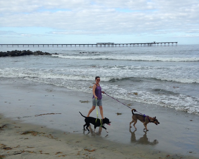 My Dog Friendly Hotel Vacation All Pets Pet Sitting Peoria, AZ