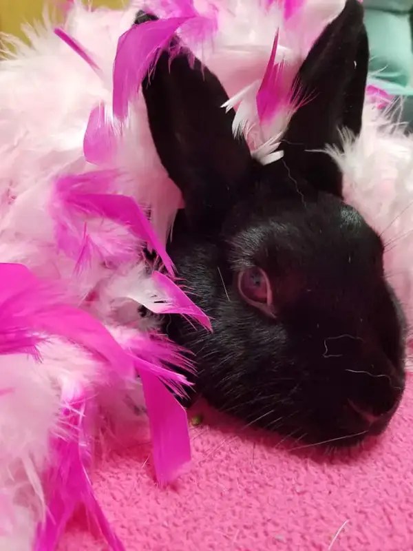 Photo Gallery All Pets Veterinary Center