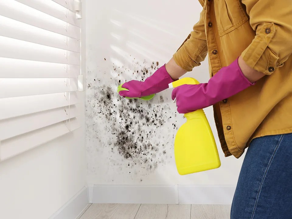 What damage can mold cause in your home? ALL PLUS