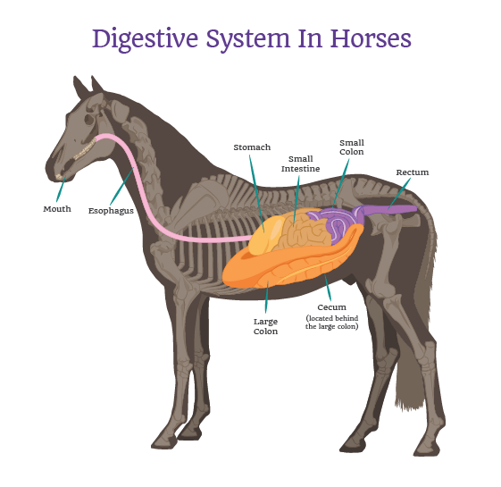 Chapter 5. A Horse's Digestive System - Allpony, By the U.S. Pony Clubs