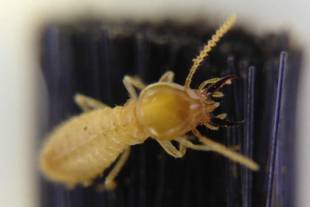 Termite Management AllPro Pest Control