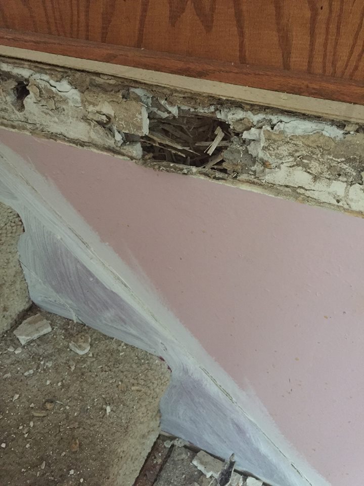 What does interior termite damage look like? All Reliance