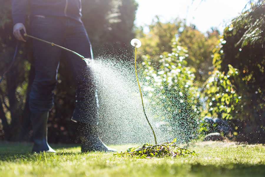 Tips for Weed Control for Your Backyard All Seasons Gardening Services