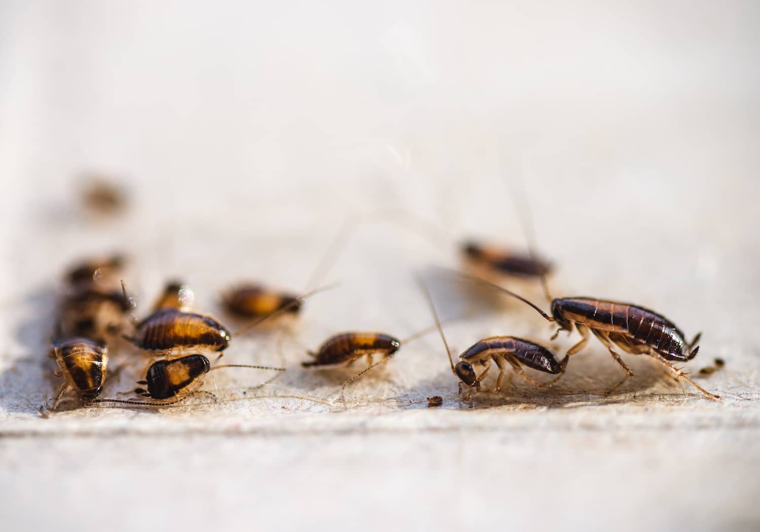 German Roach Treatment Atlanta, GA All South Pest Control