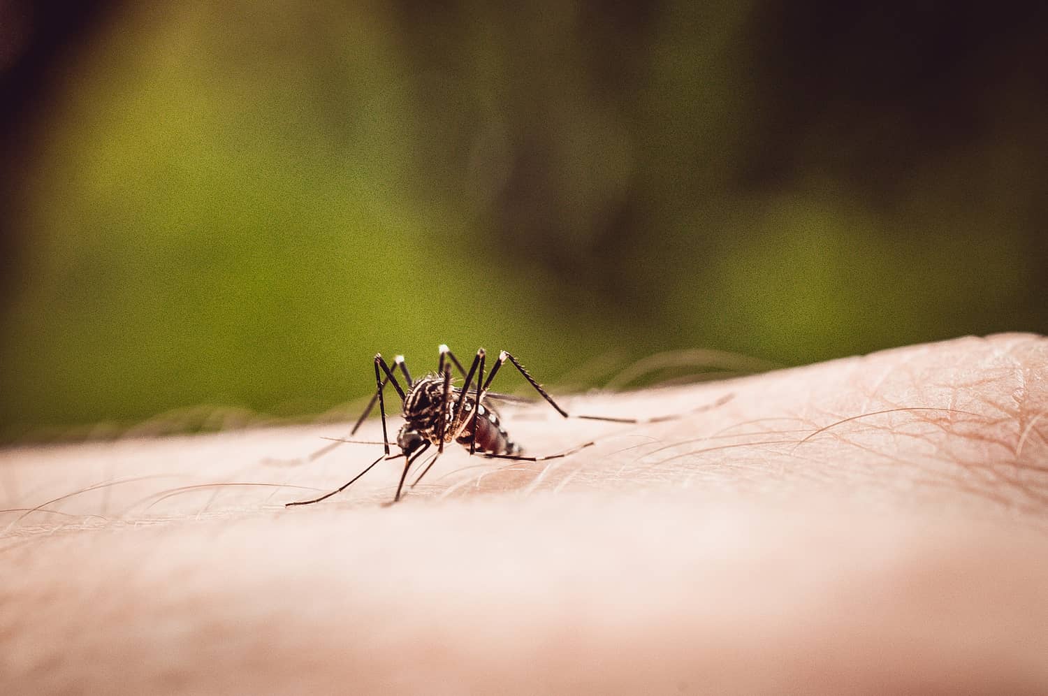 Mosquito Control Atlanta GA All South Pest Control