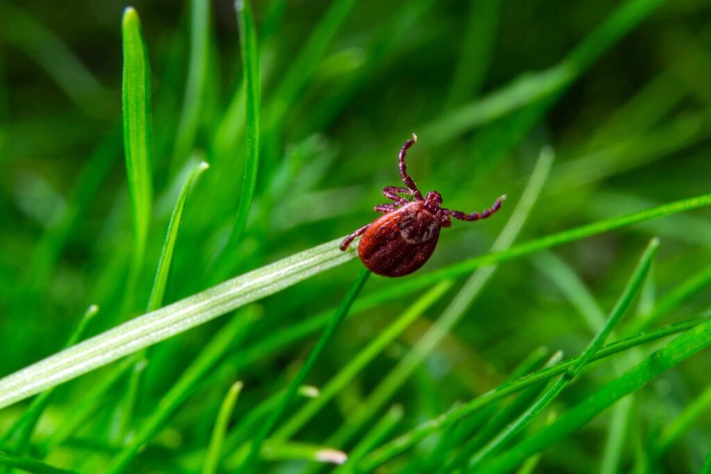 How Long Can A Tick Live Without A Host All South Pest Control