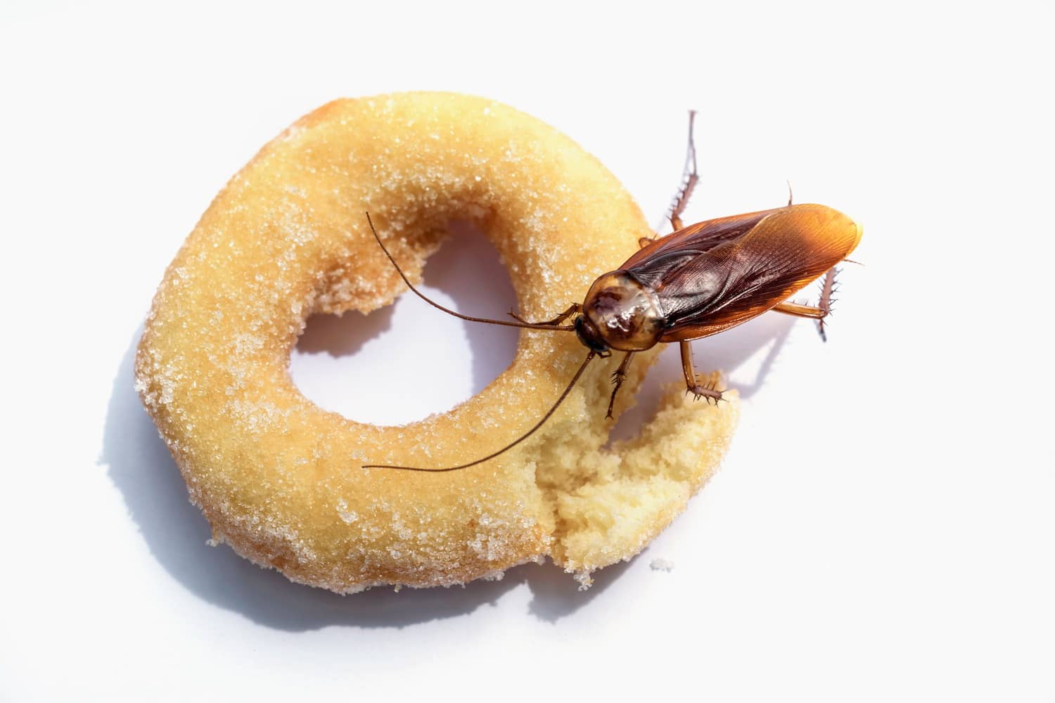 Do Mice Eat Roaches? All South Pest Control