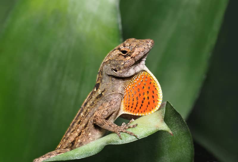 Are Florida Lizards Poisonous? All South Pest Control