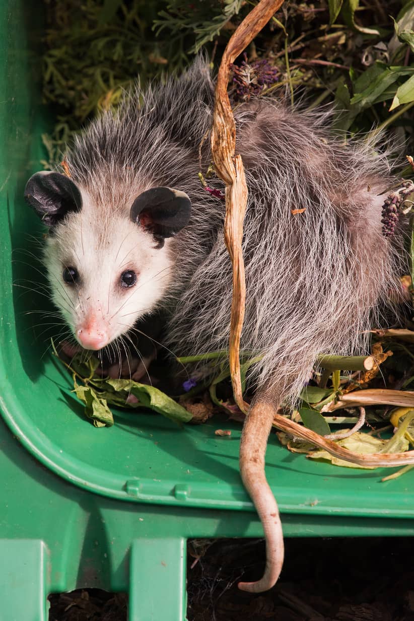 Can Possums Climb? All South Pest Control
